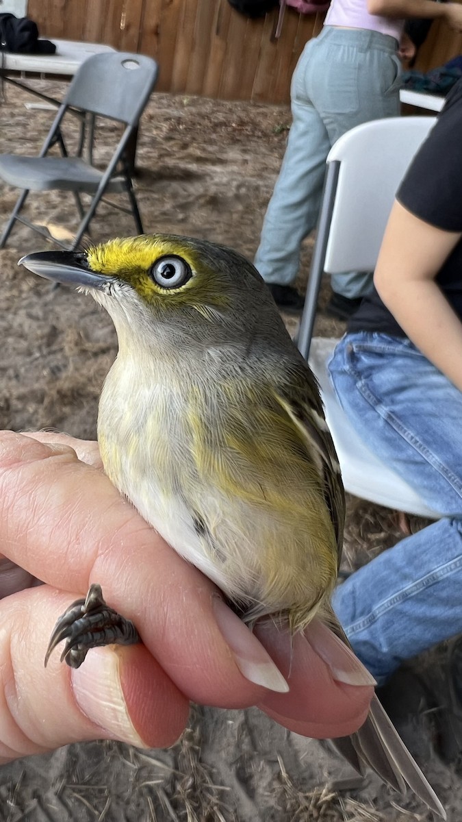 ויראו לבן-עין - ML647194008