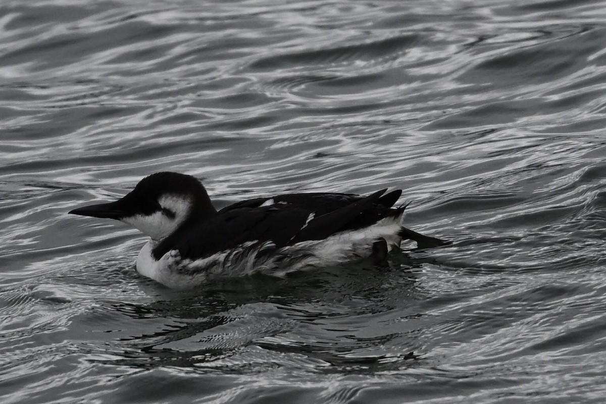 Trottellumme - ML647194009