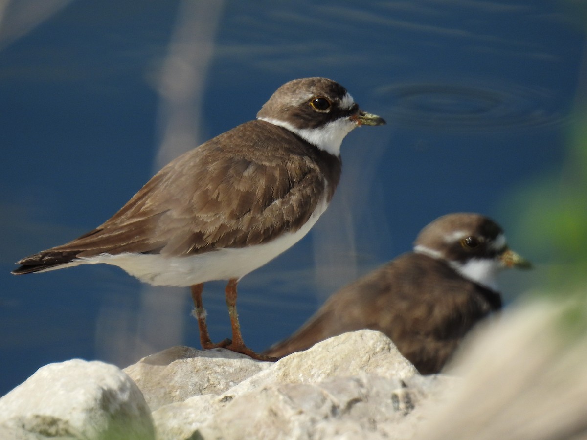 Semipalmated Plover - ML64719401