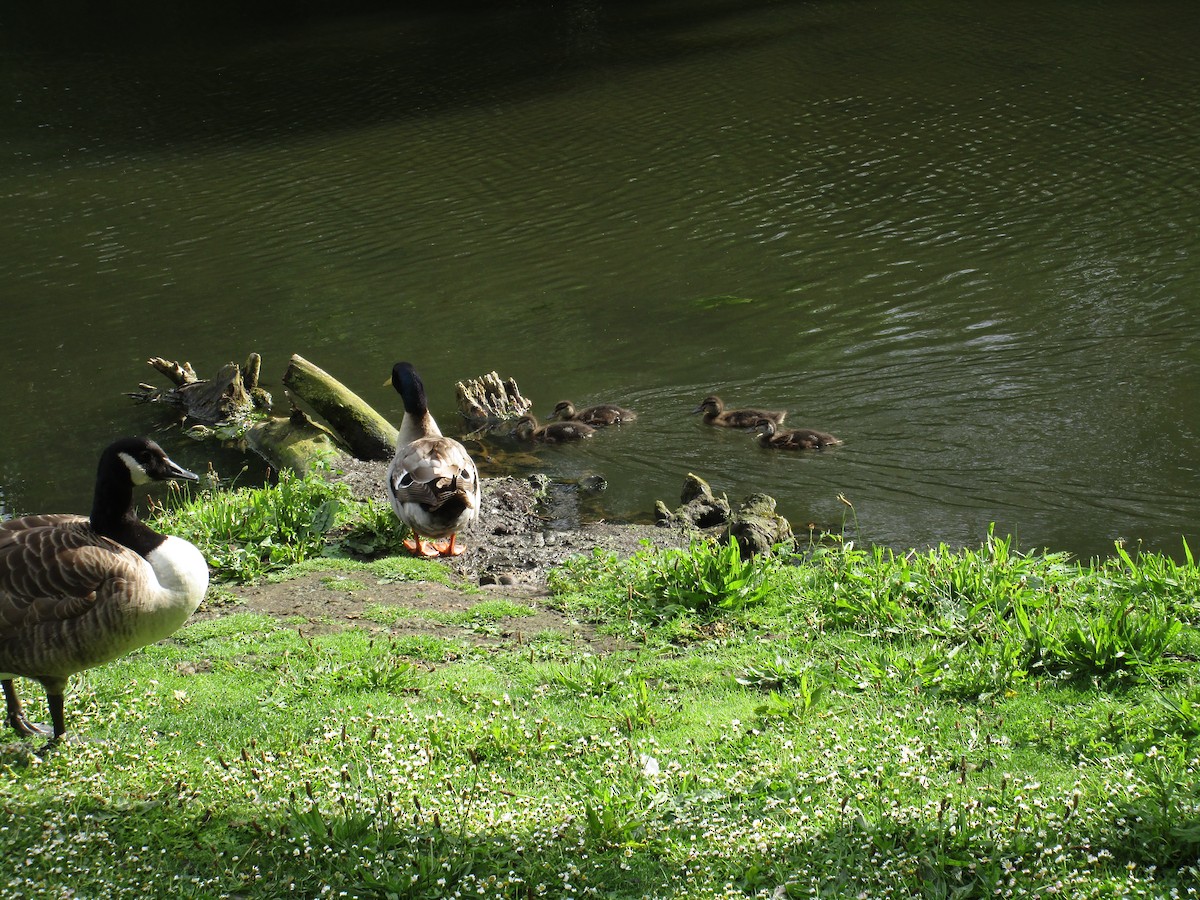 Mallard - ML647194012