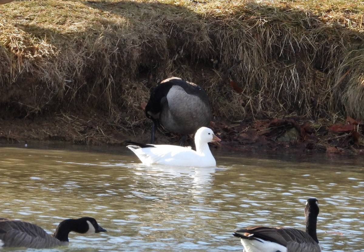 Ross's Goose - ML647194019