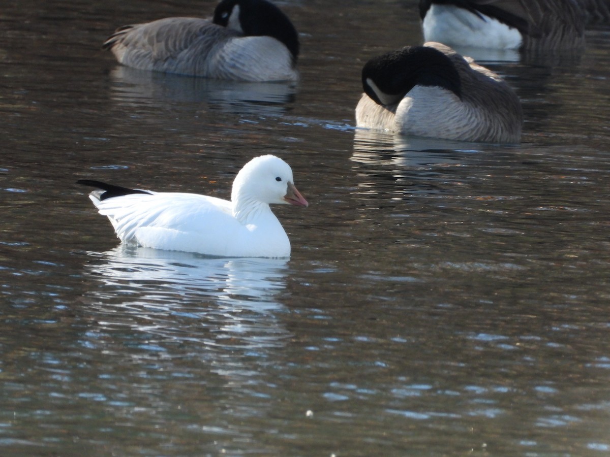 Ross's Goose - ML647194021