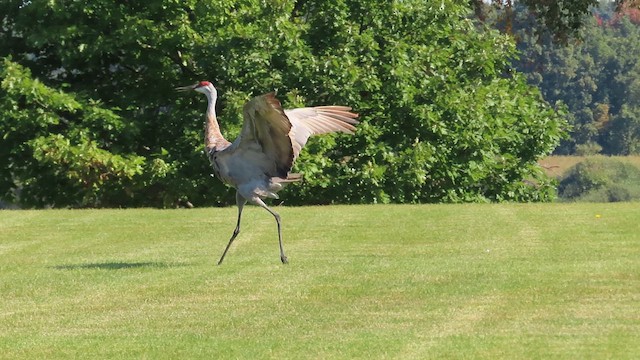 jeřáb kanadský - ML647194050