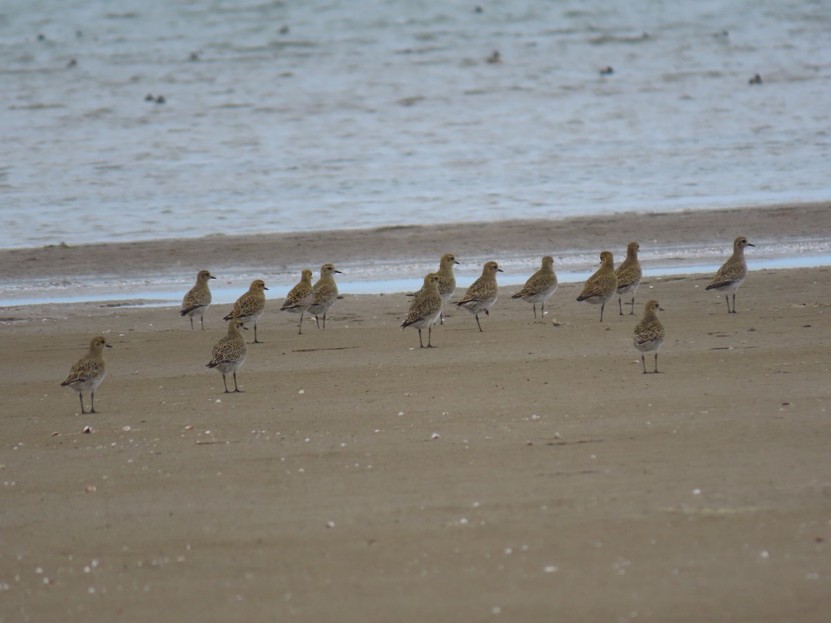 European Golden-Plover - ML647194058