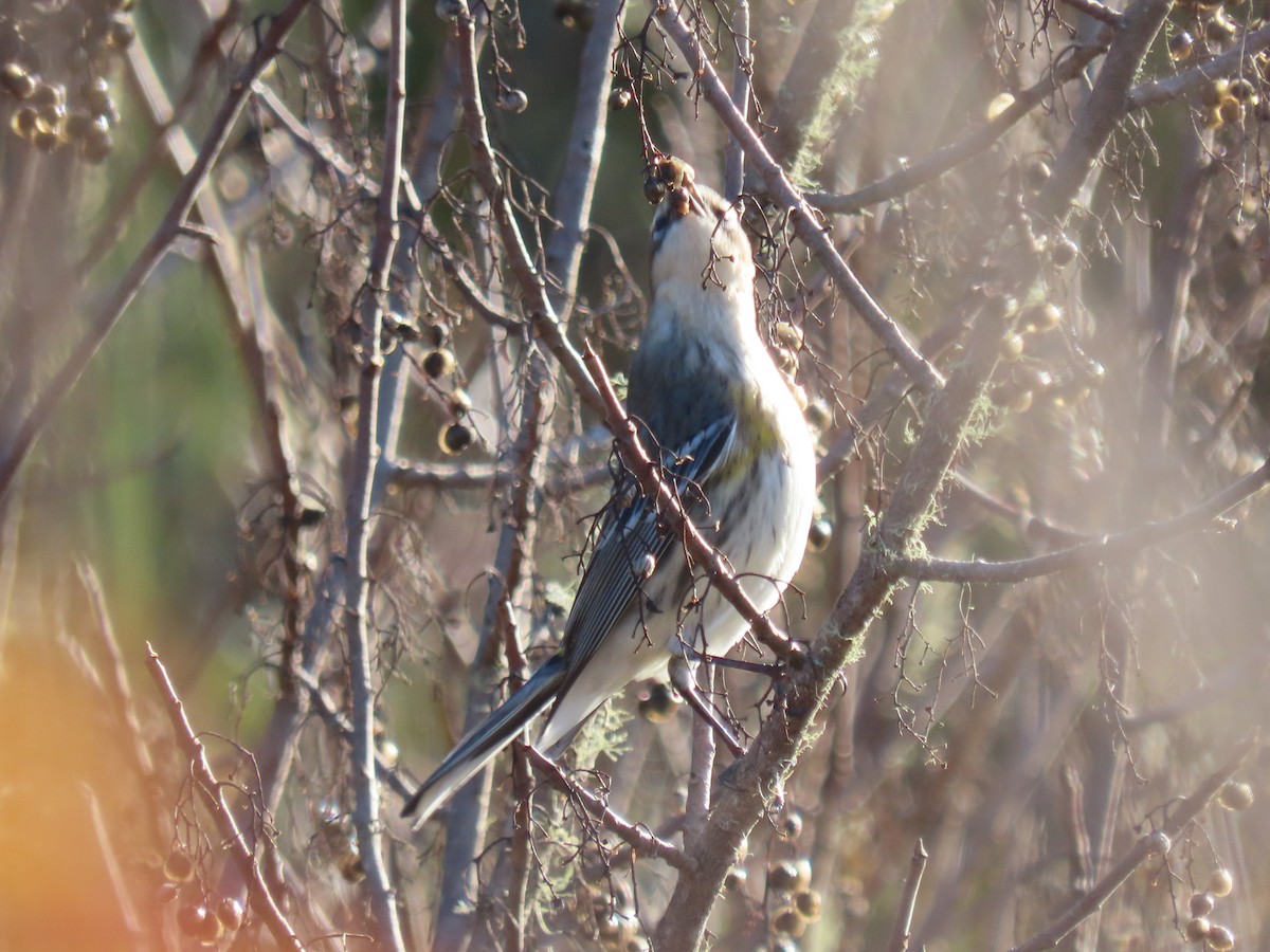 Yellow-rumped Warbler - ML647194059