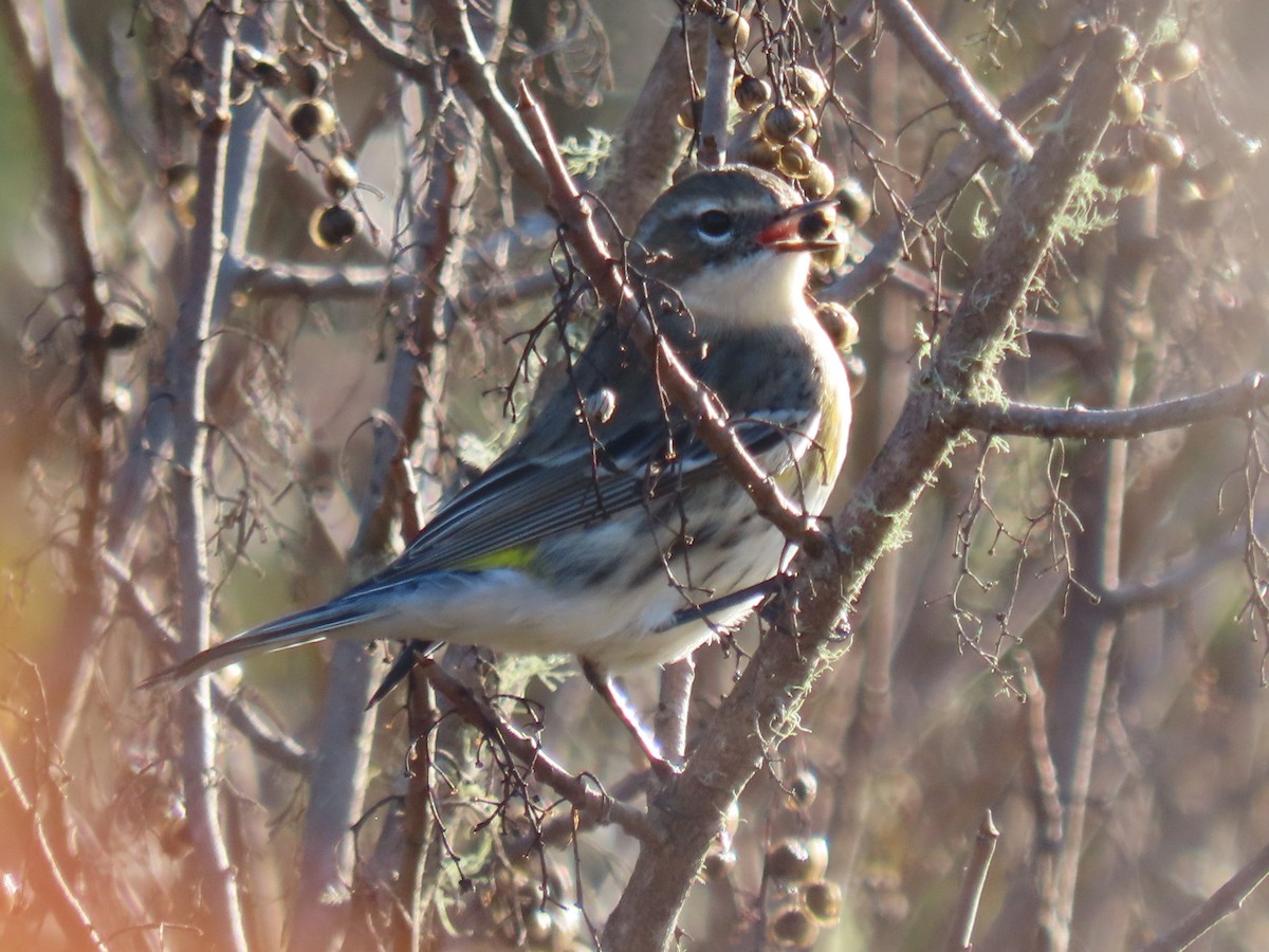 Yellow-rumped Warbler - ML647194065