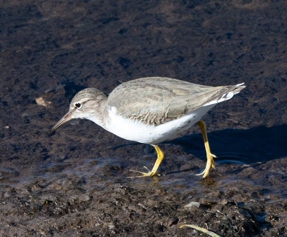 Spotted Sandpiper - ML647194069