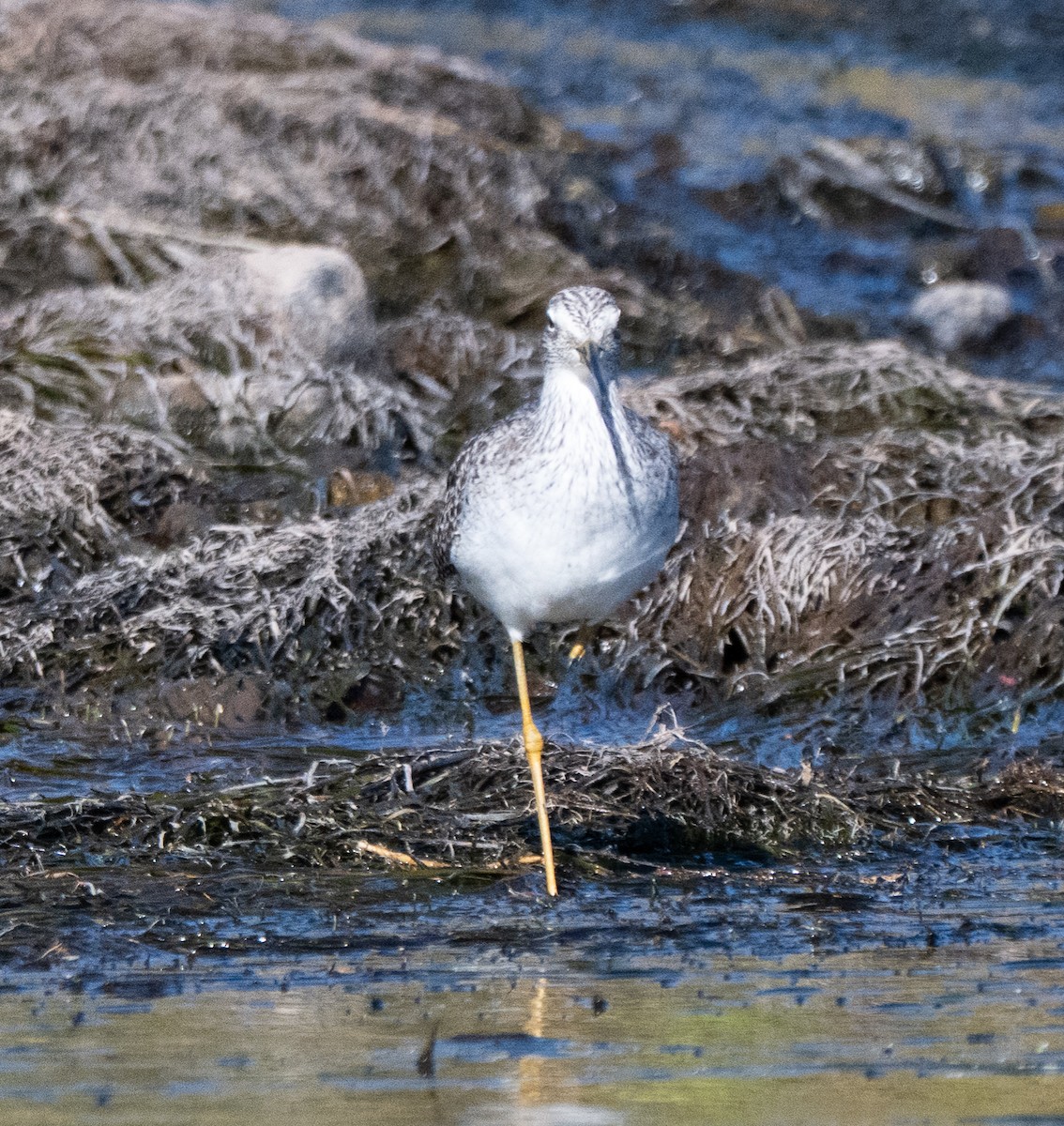 Greater Yellowlegs - ML647194075
