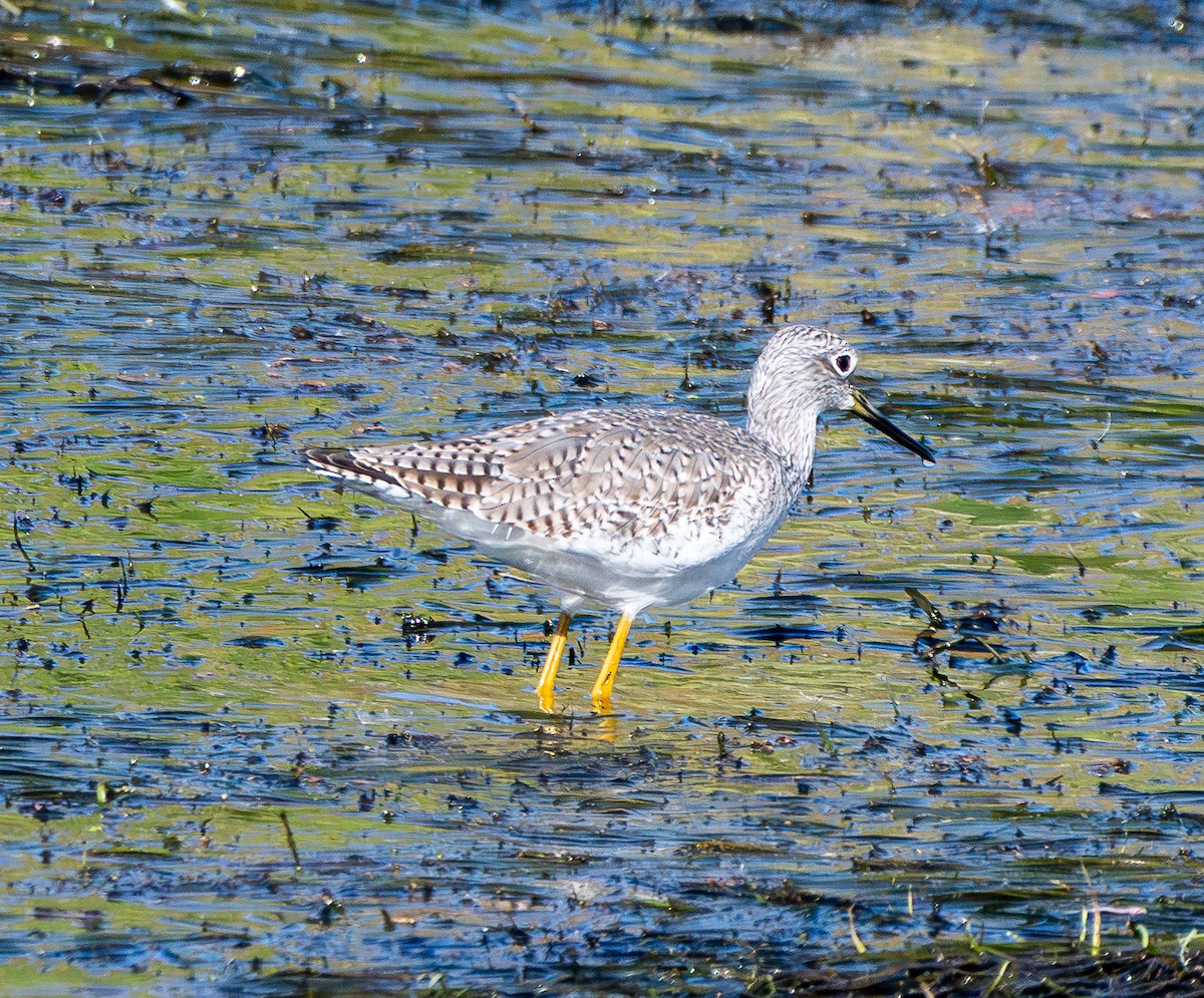 Greater Yellowlegs - ML647194076