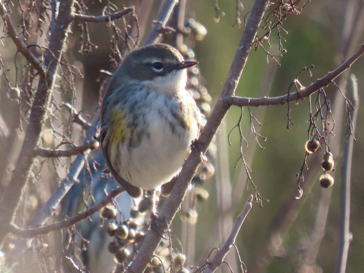 Yellow-rumped Warbler - ML647194078