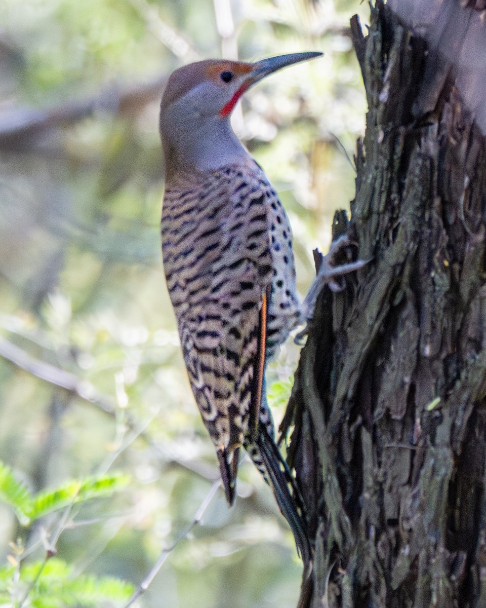 Northern Flicker - ML647194079