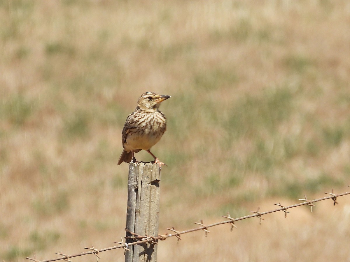 Large-billed Lark - ML647194080