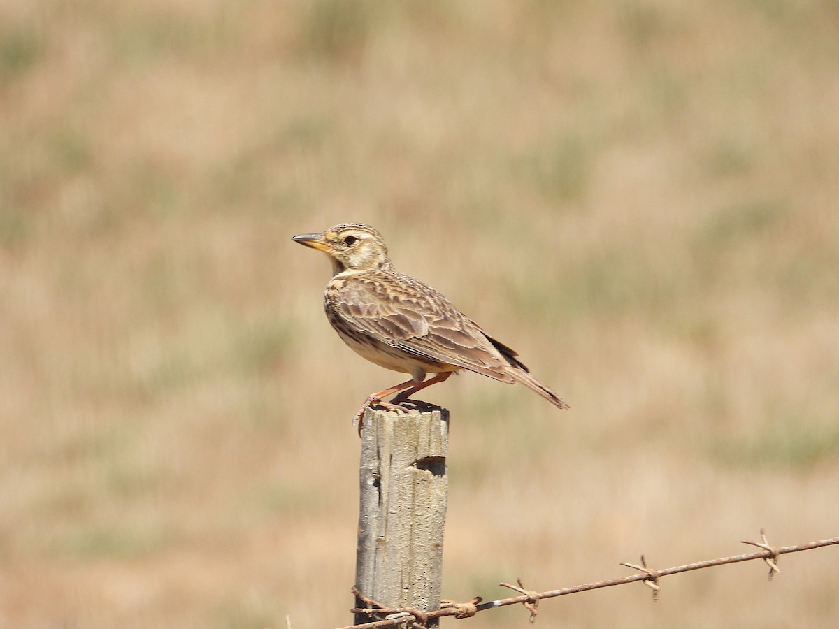Large-billed Lark - ML647194081