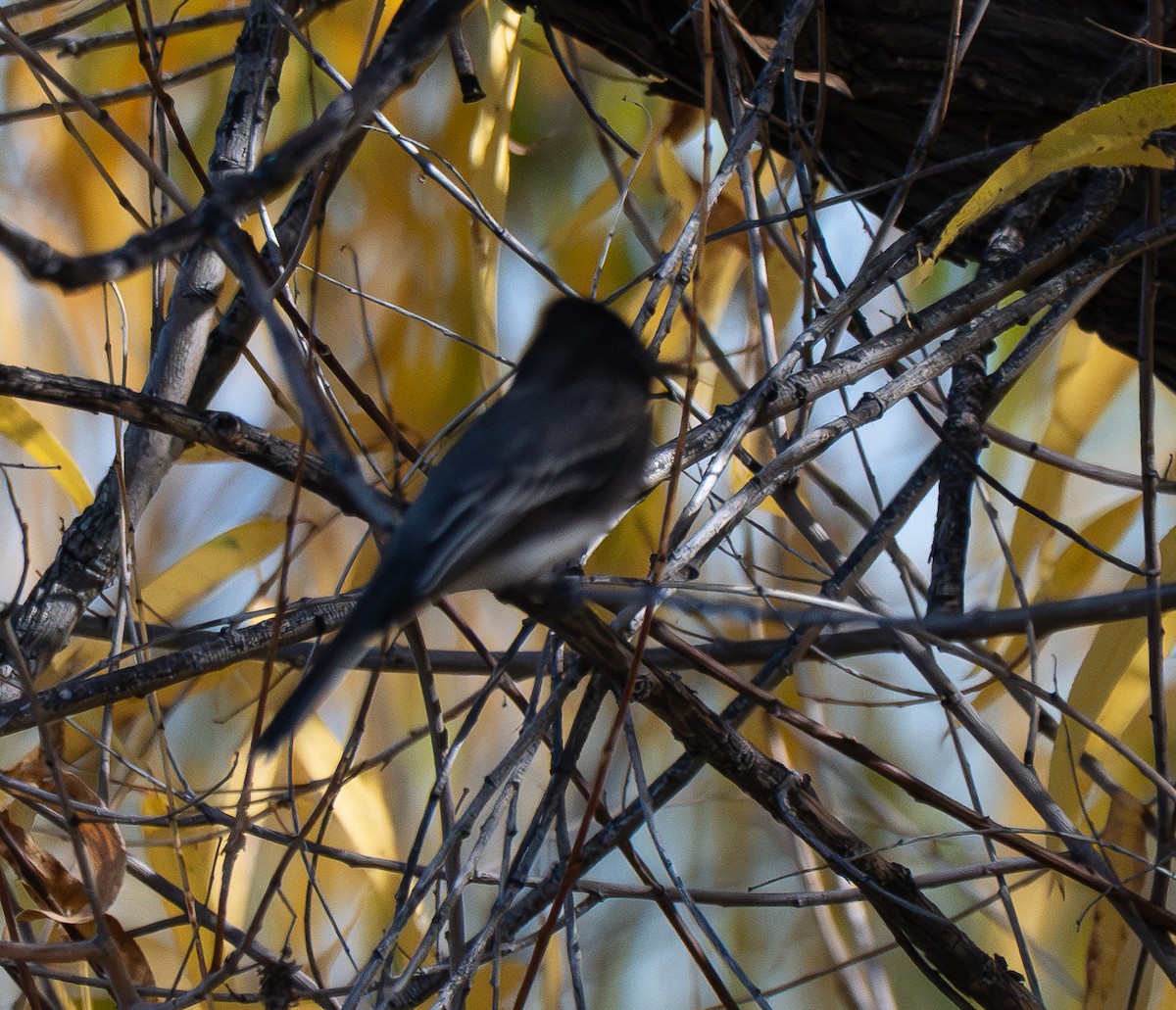 Black Phoebe - ML647194082