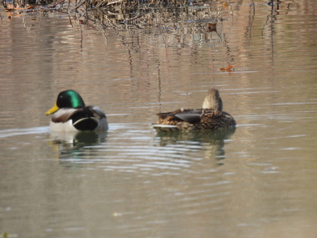 綠頭鴨 - ML647194083