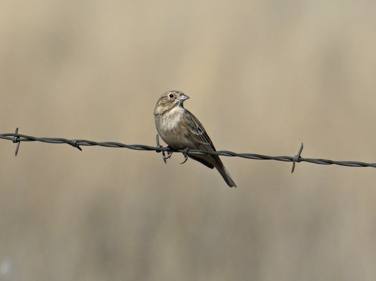 Chestnut-collared Longspur - ML647194084