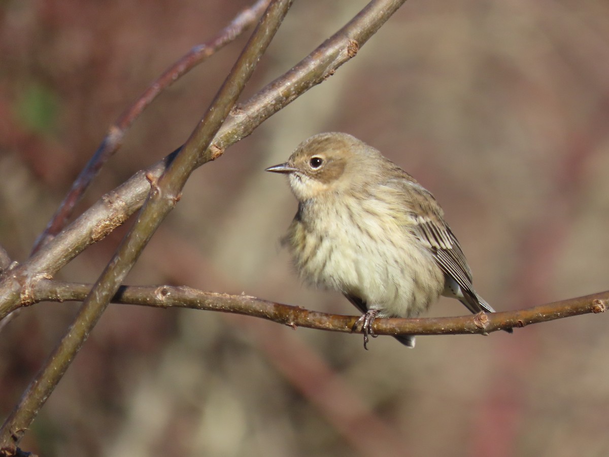 Yellow-rumped Warbler - ML647194085