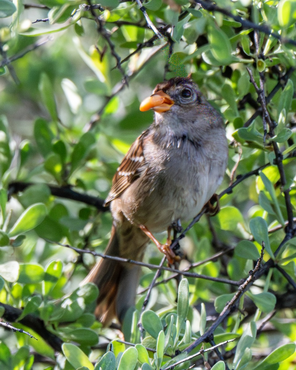 White-crowned Sparrow - ML647194086