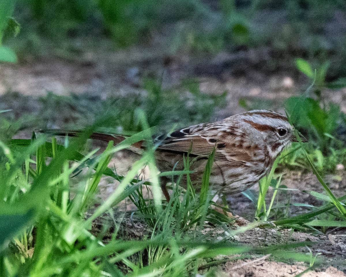 Song Sparrow - ML647194087