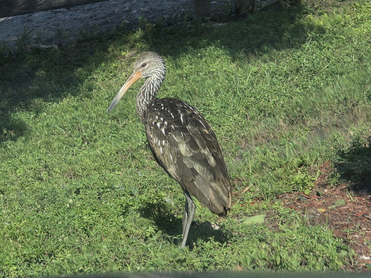 Limpkin - ML647194088
