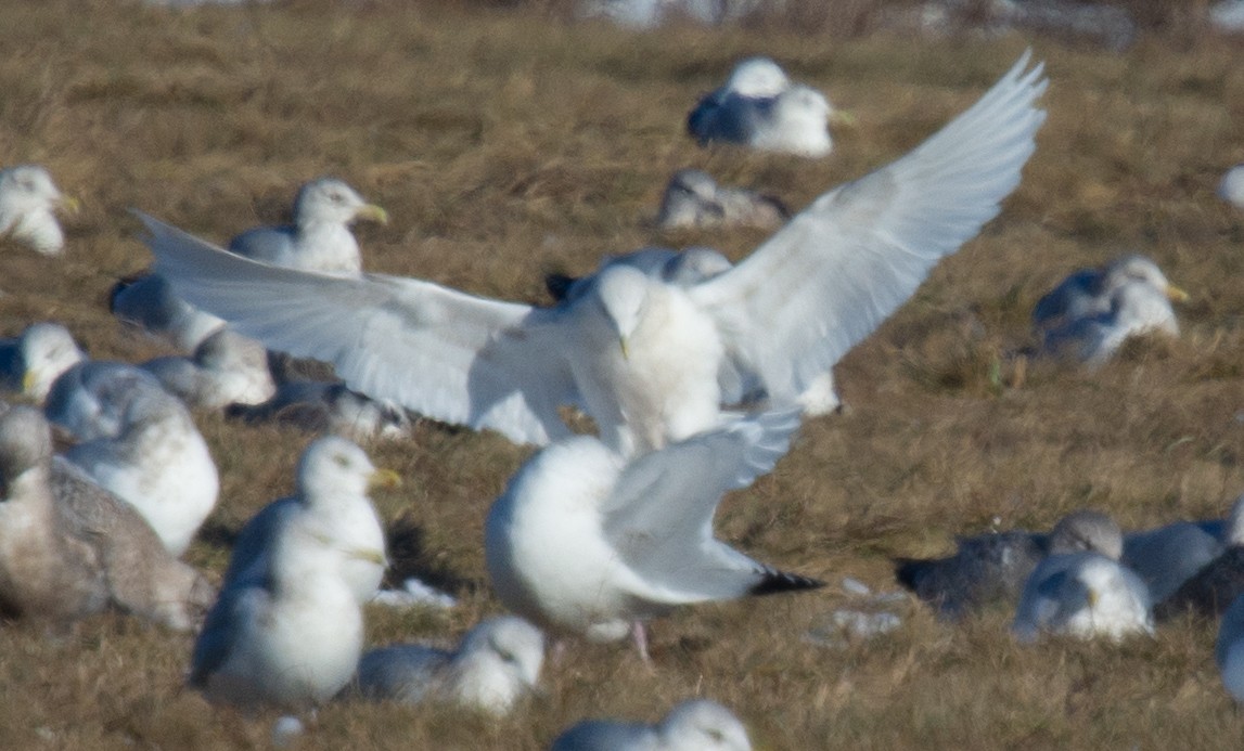 Larus sp. - ML647194093