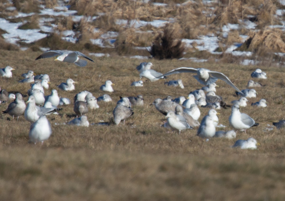Larus sp. - ML647194094