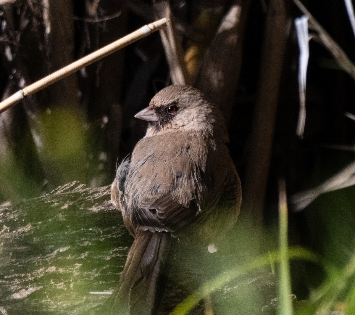Abert's Towhee - ML647194095