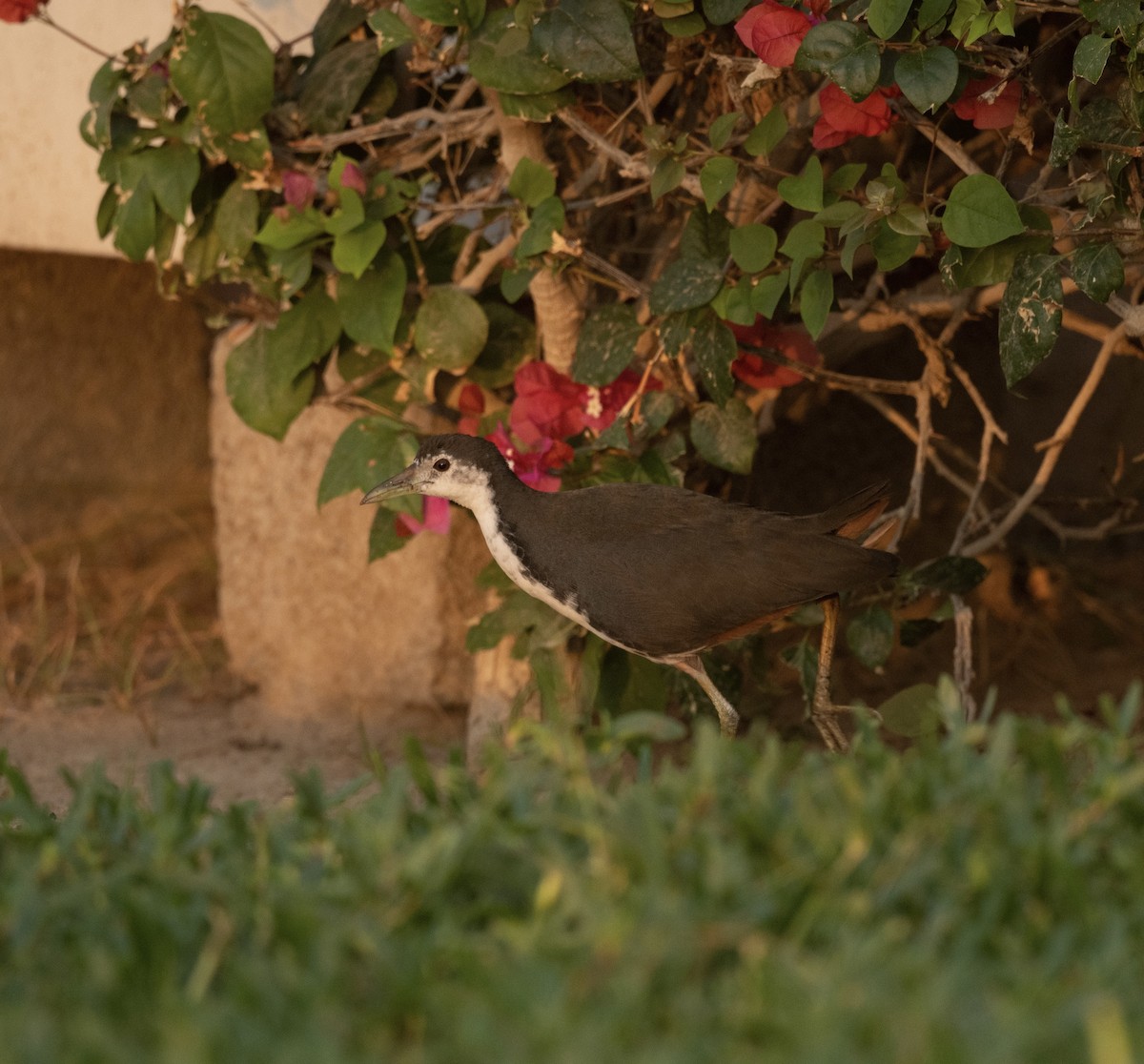 白腹秧雞 - ML647194097