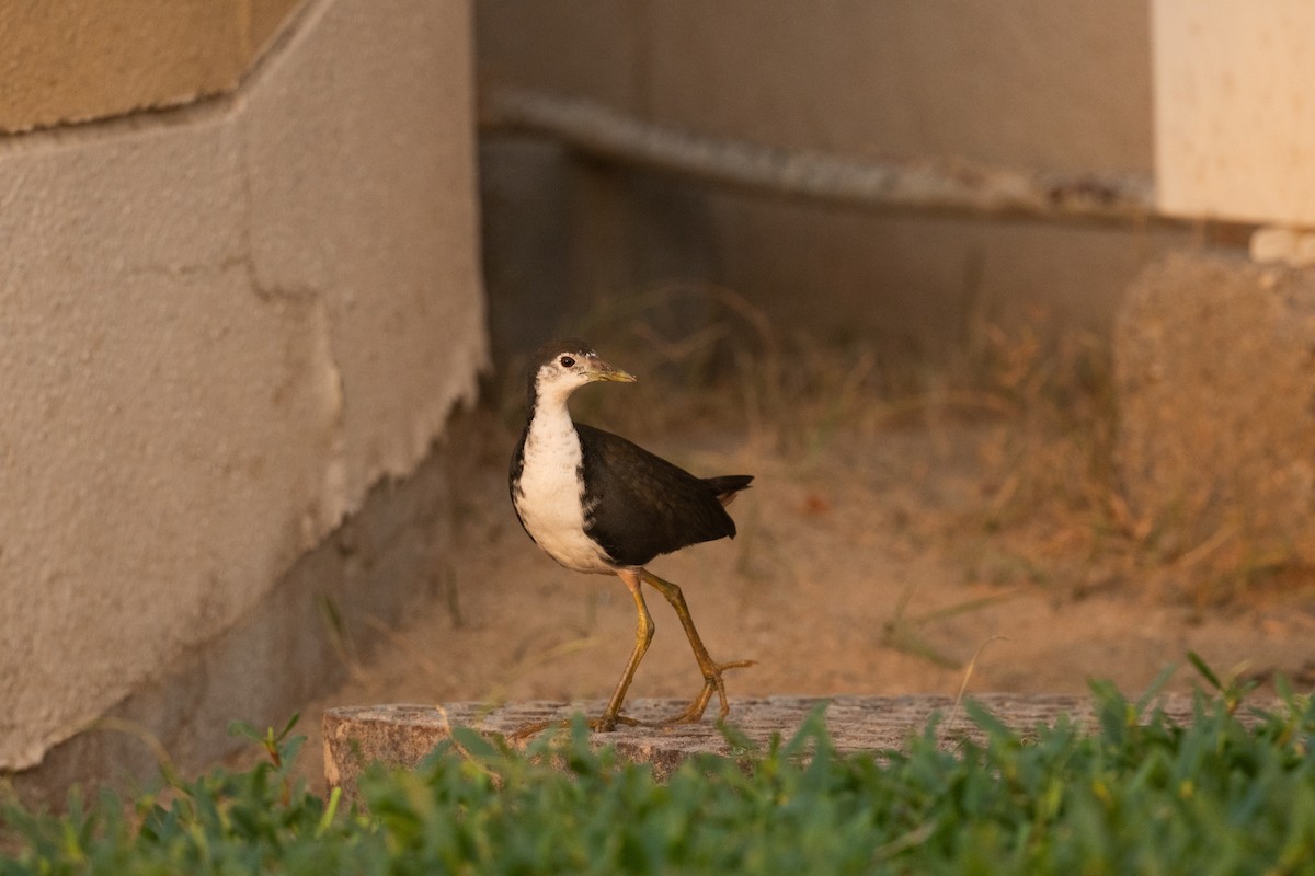 白腹秧雞 - ML647194098