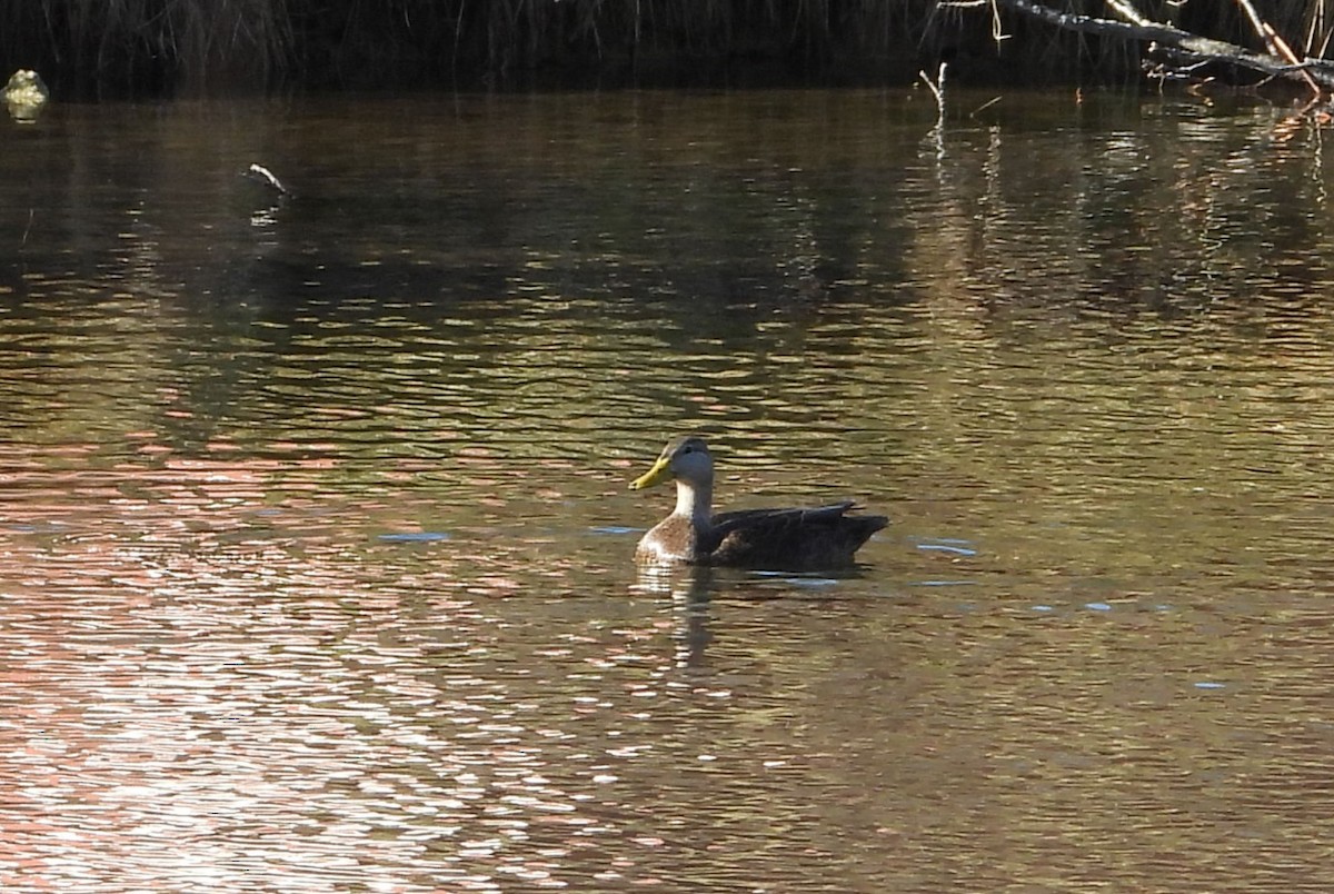 American Black Duck - ML647194099