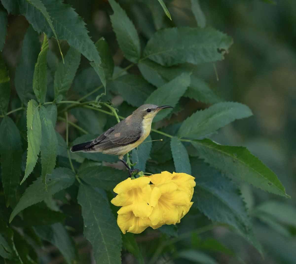 Purple Sunbird - ML647194102