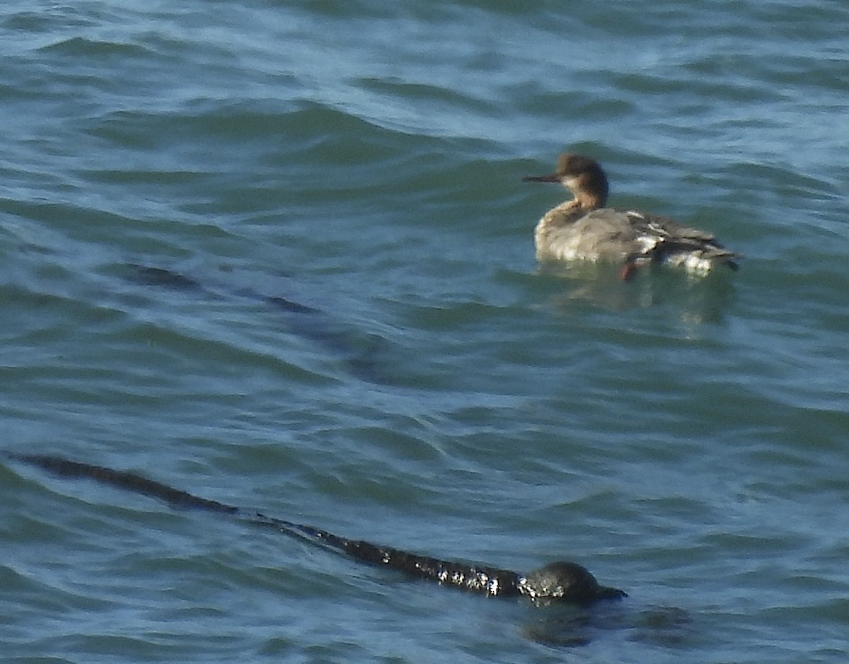 紅胸秋沙 - ML647194103