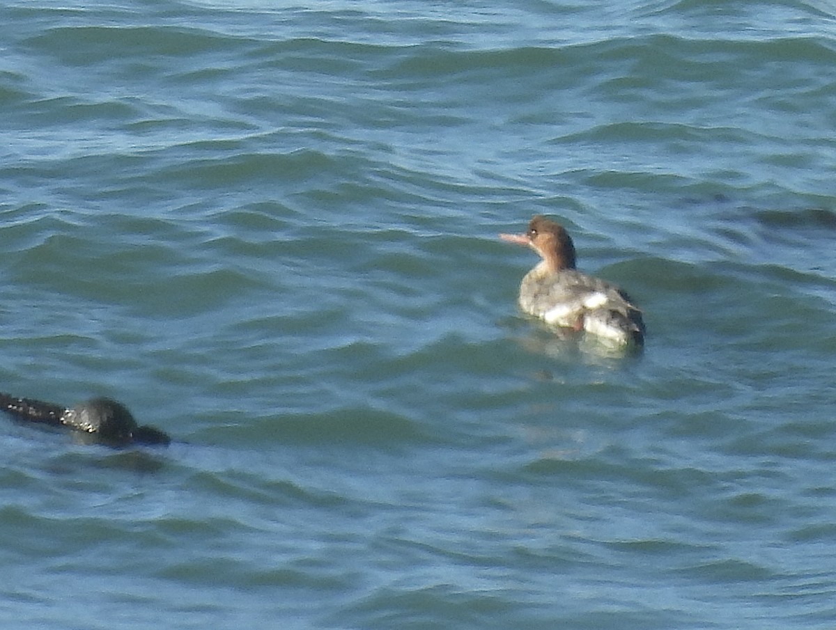 紅胸秋沙 - ML647194104