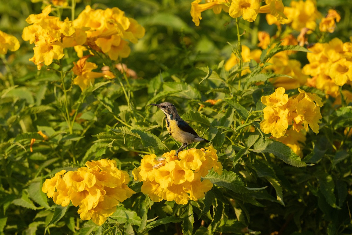 Purple Sunbird - ML647194105