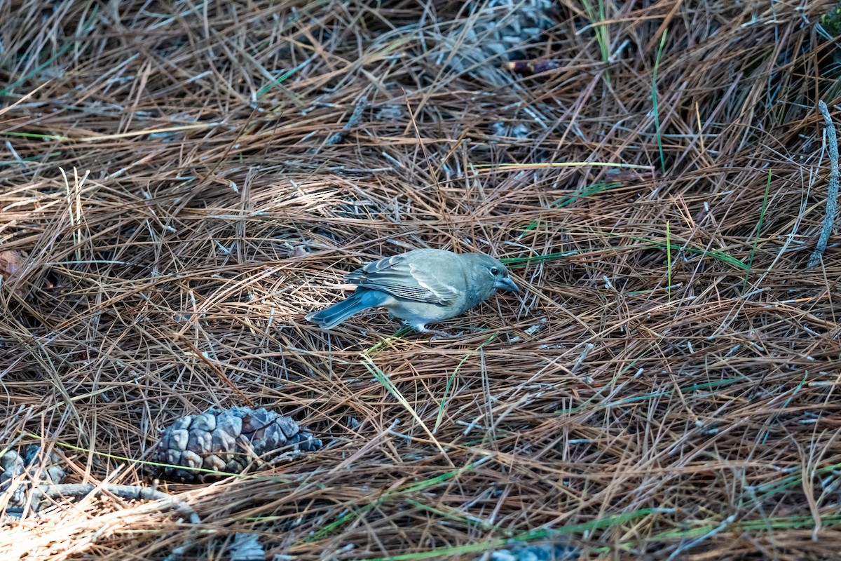 Tenerife Blue Chaffinch - ML647194106
