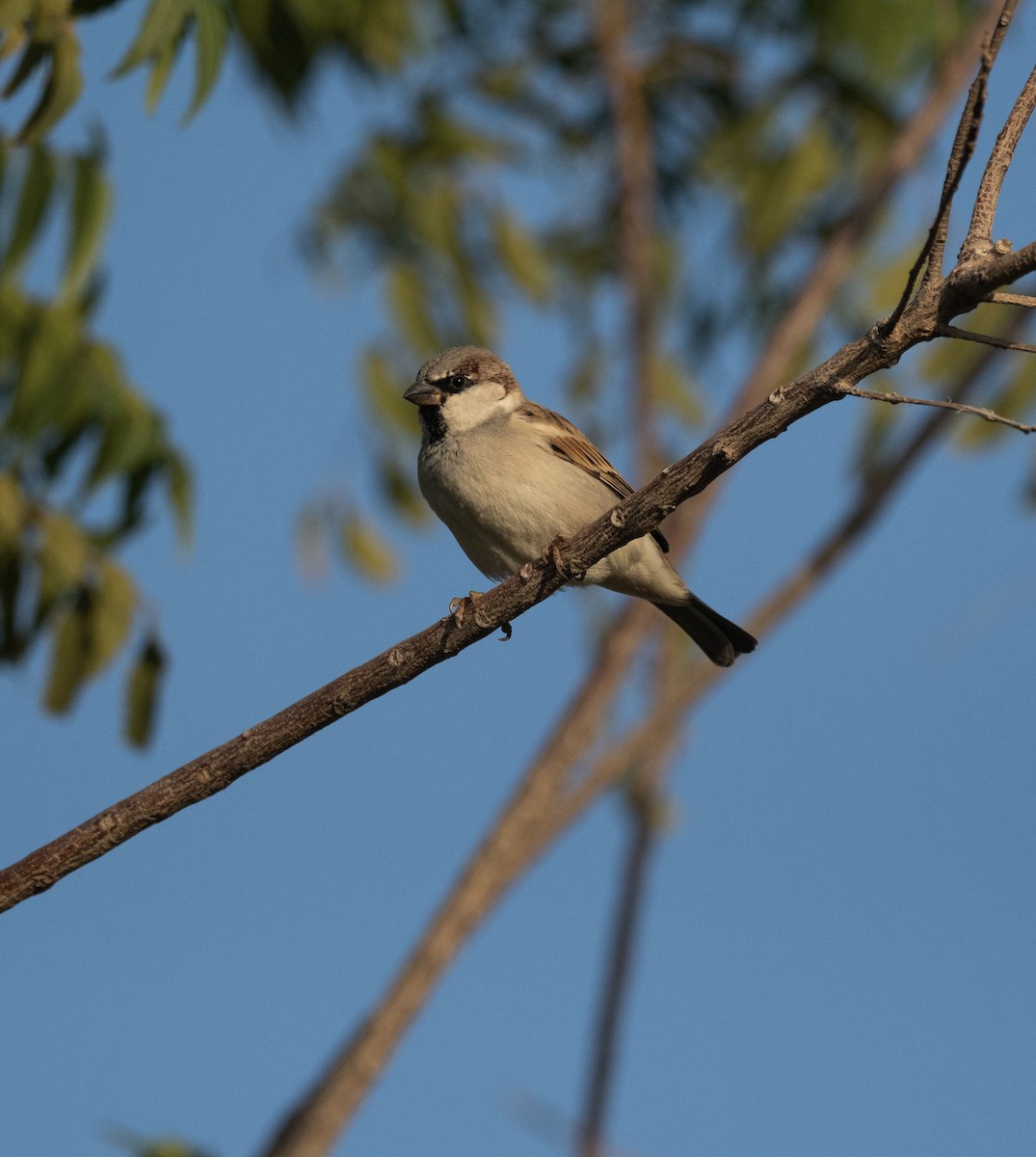 家麻雀 - ML647194108