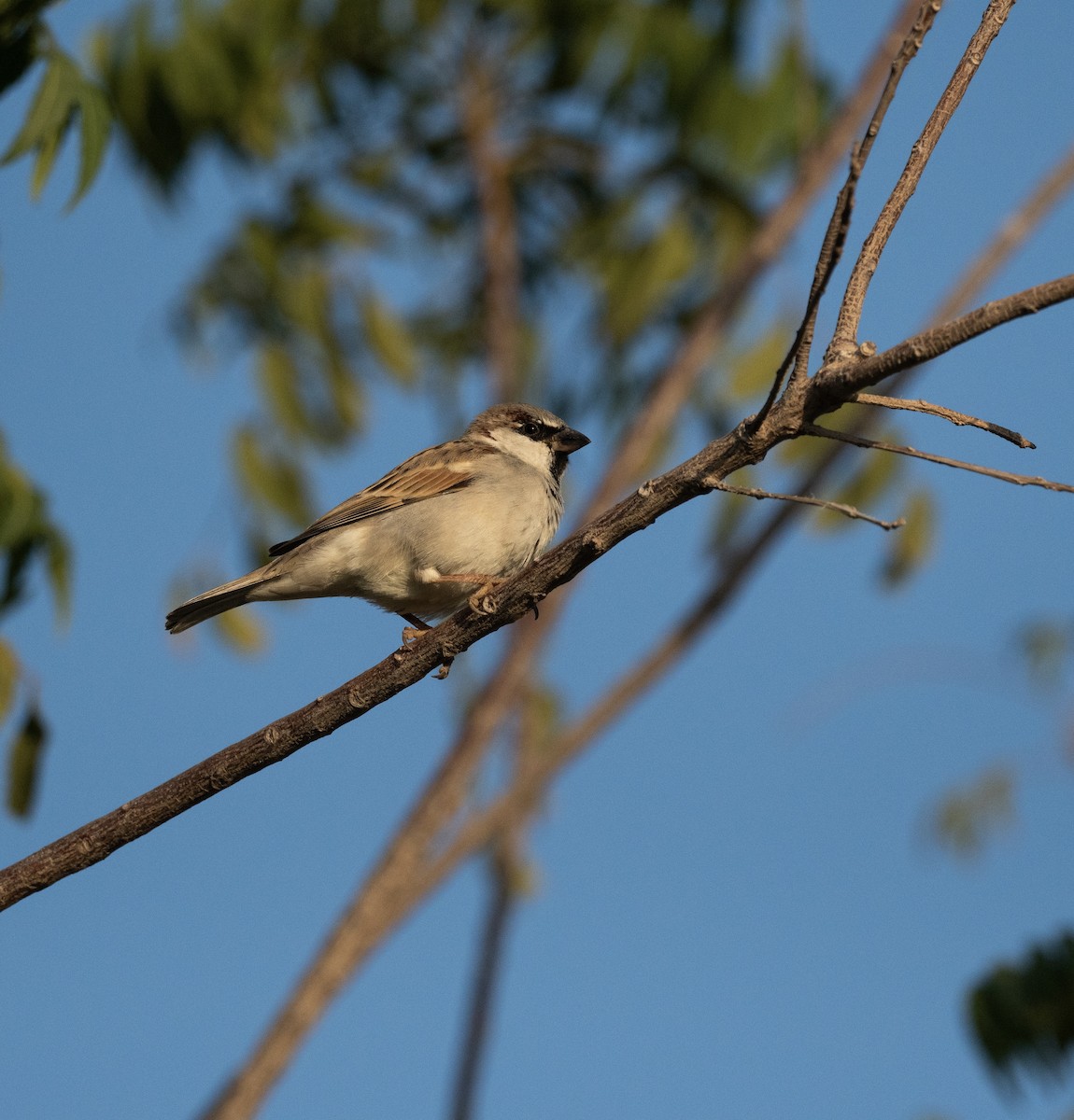 家麻雀 - ML647194109