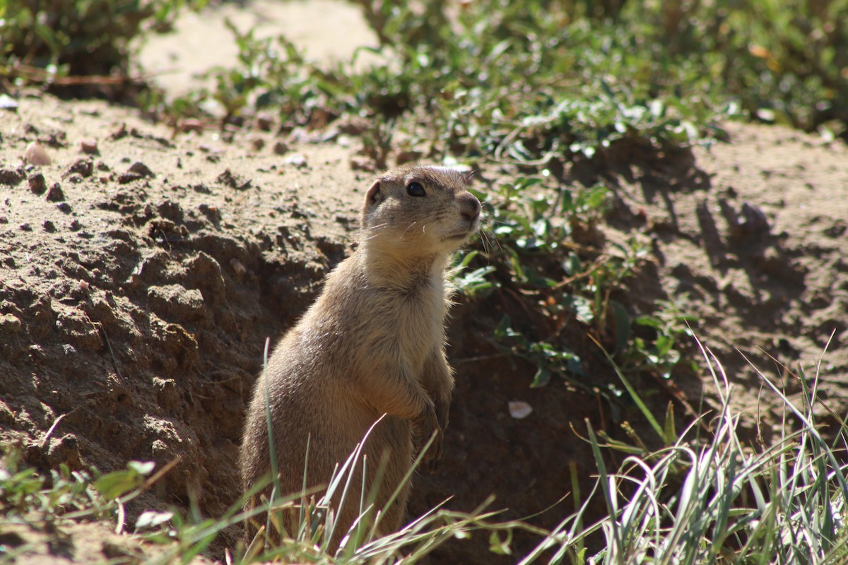 Gunnison's Prairie Dog - ML647194125
