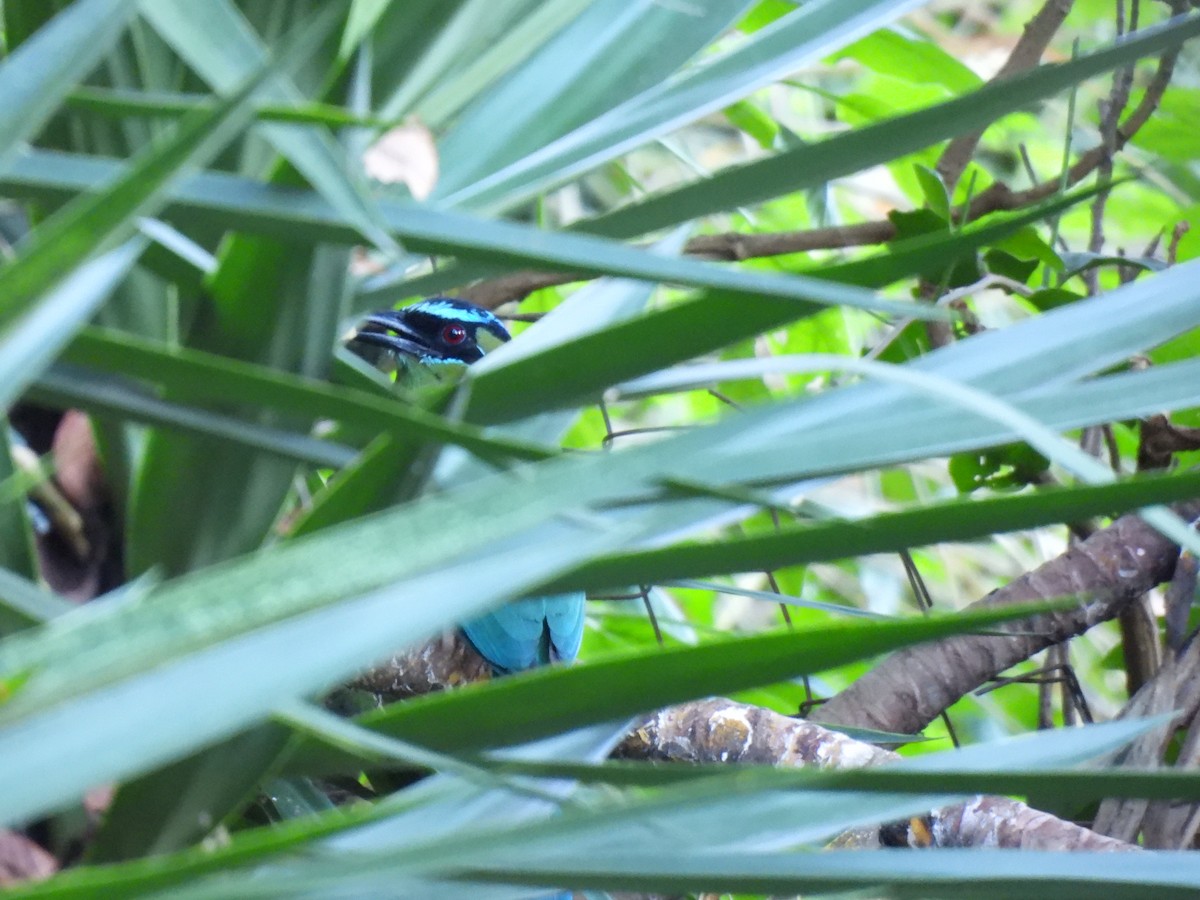 Lesson Motmotu - ML647194139