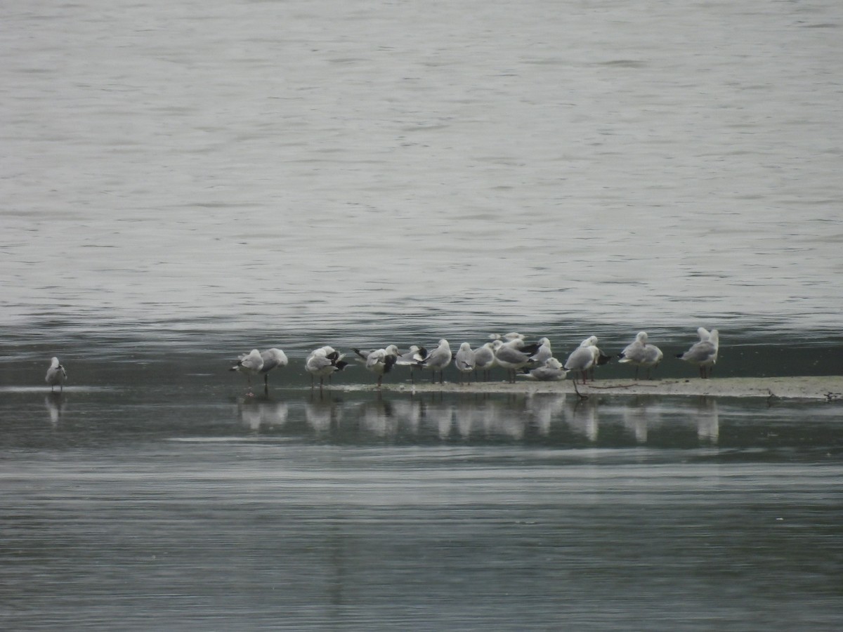 Мартин сіроголовий - ML647194141