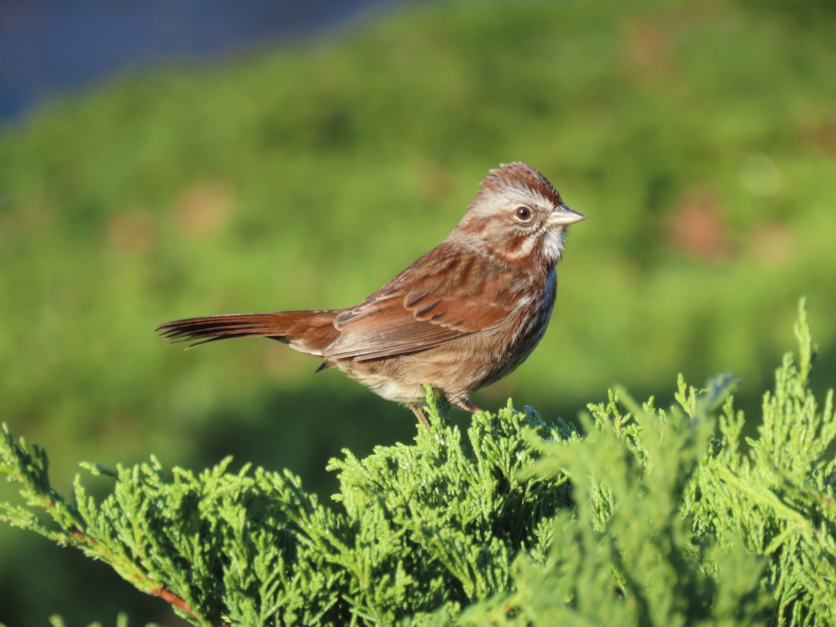 Song Sparrow - ML647194147