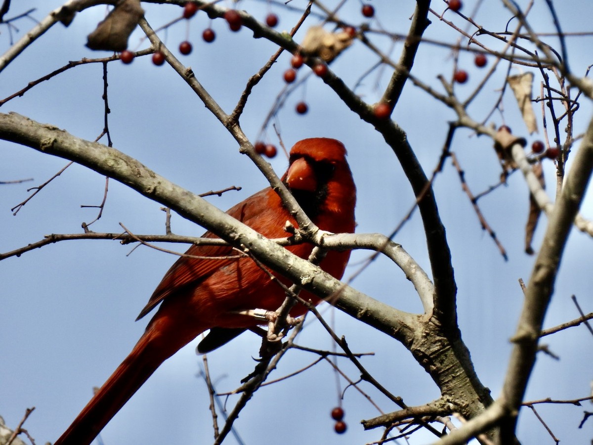 ショウジョウコウカンチョウ - ML647194155