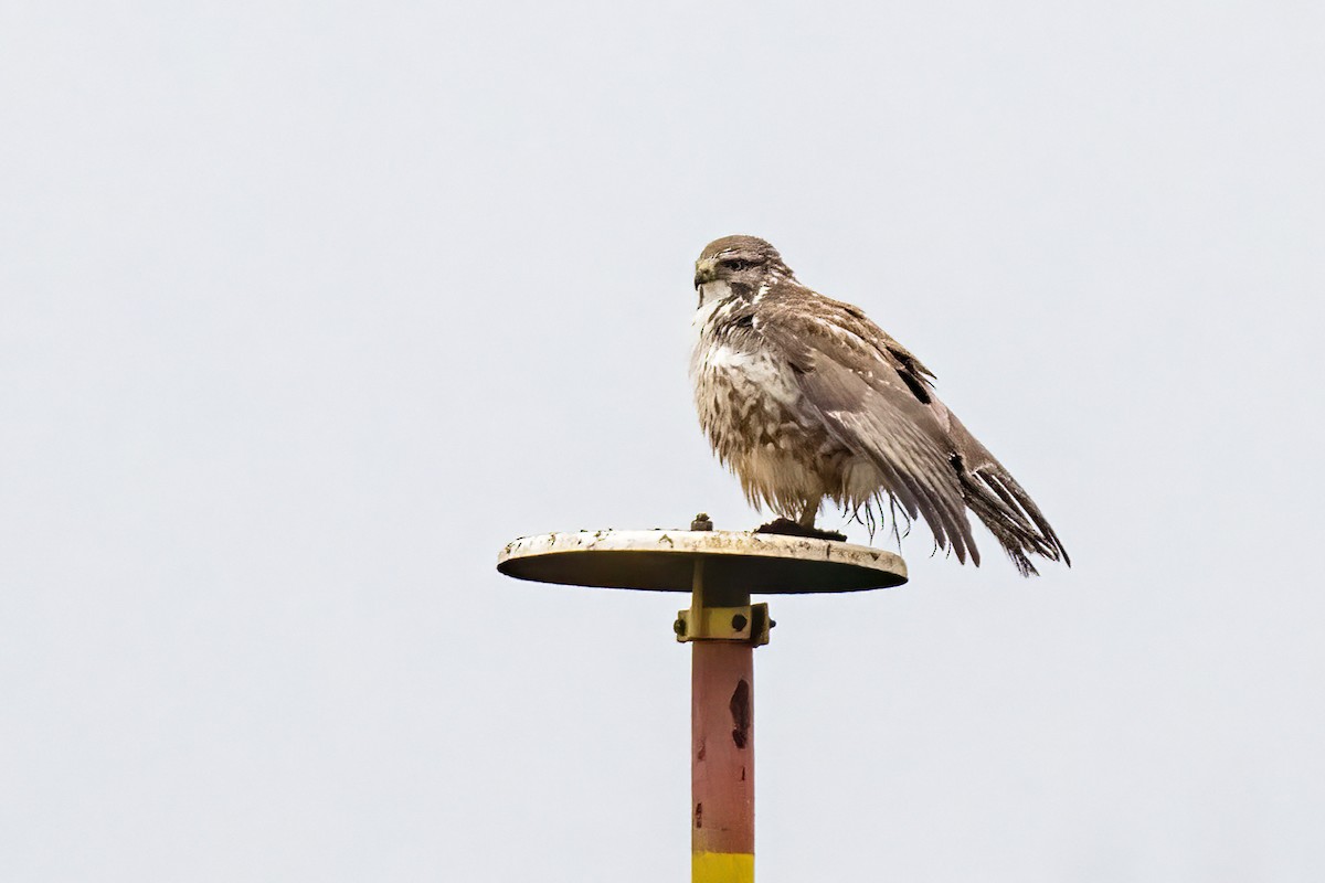 ヨーロッパノスリ - ML647194160