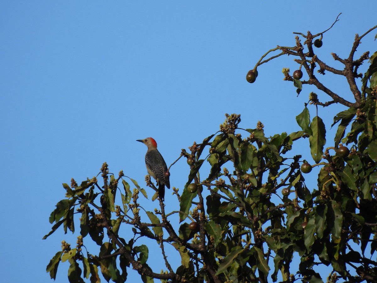 キバナシマセゲラ - ML647194161