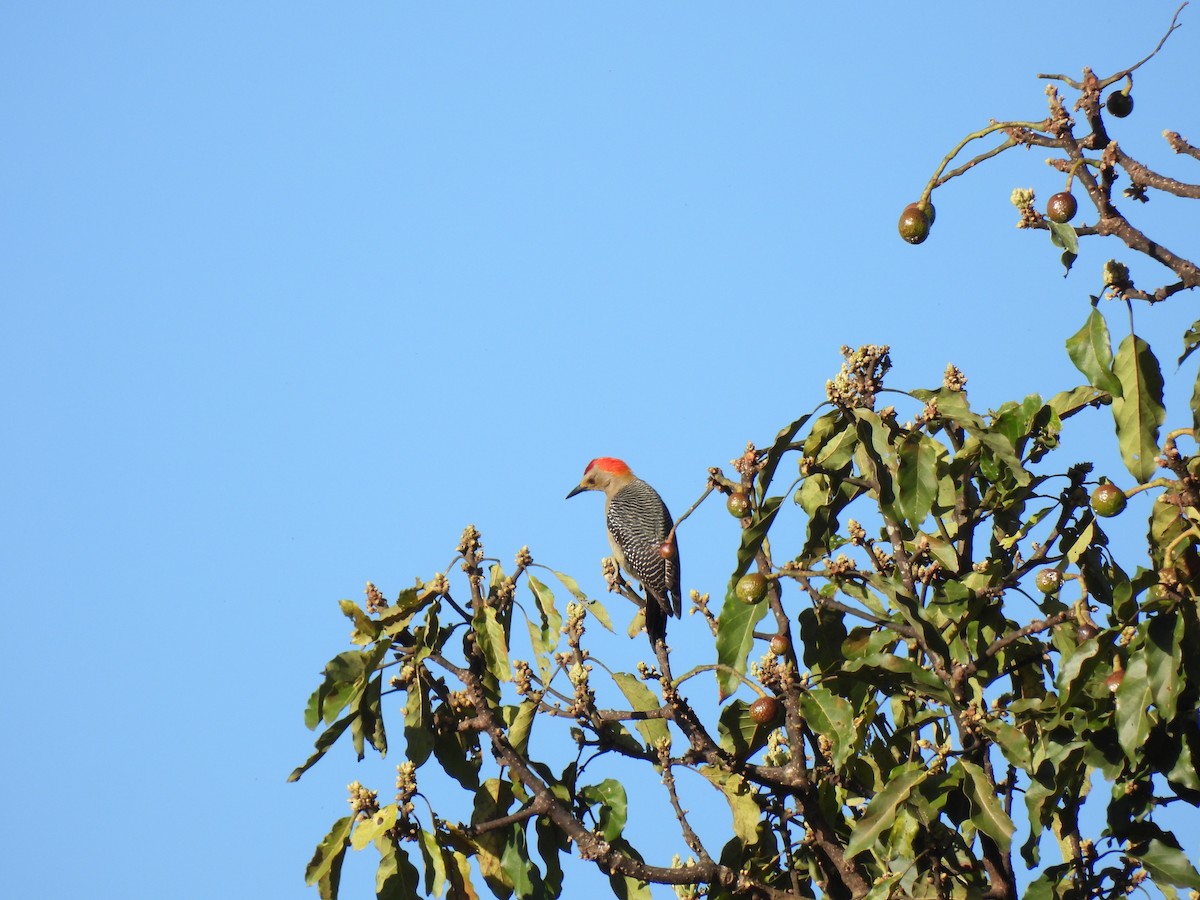 キバナシマセゲラ - ML647194162