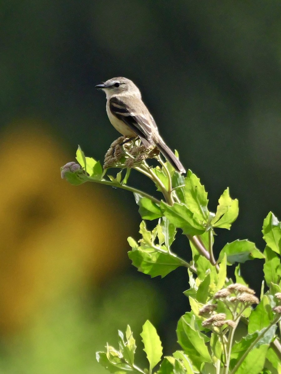 Rufescent Flycatcher - ML647194164