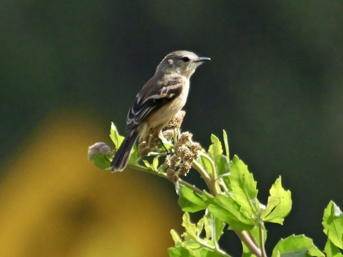 Rufescent Flycatcher - ML647194165