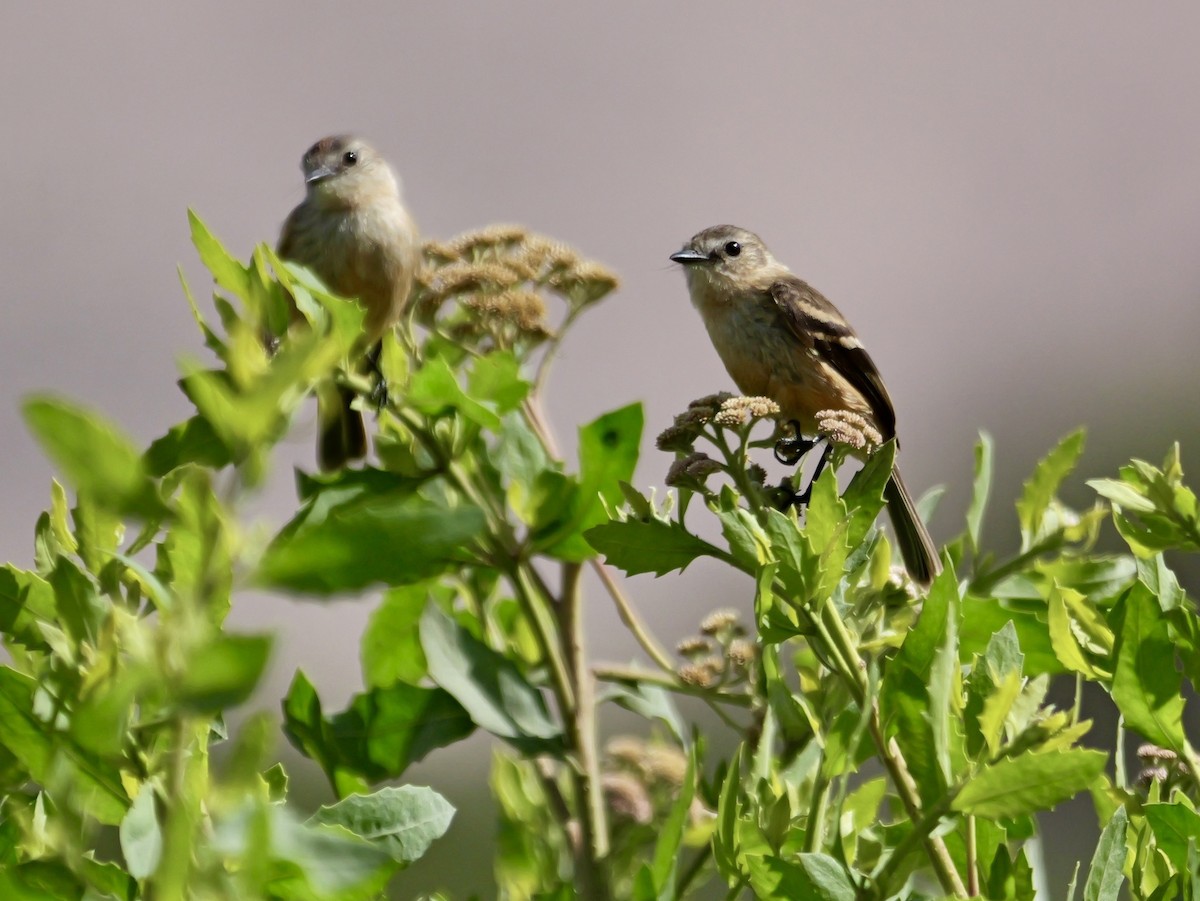 Rufescent Flycatcher - ML647194166