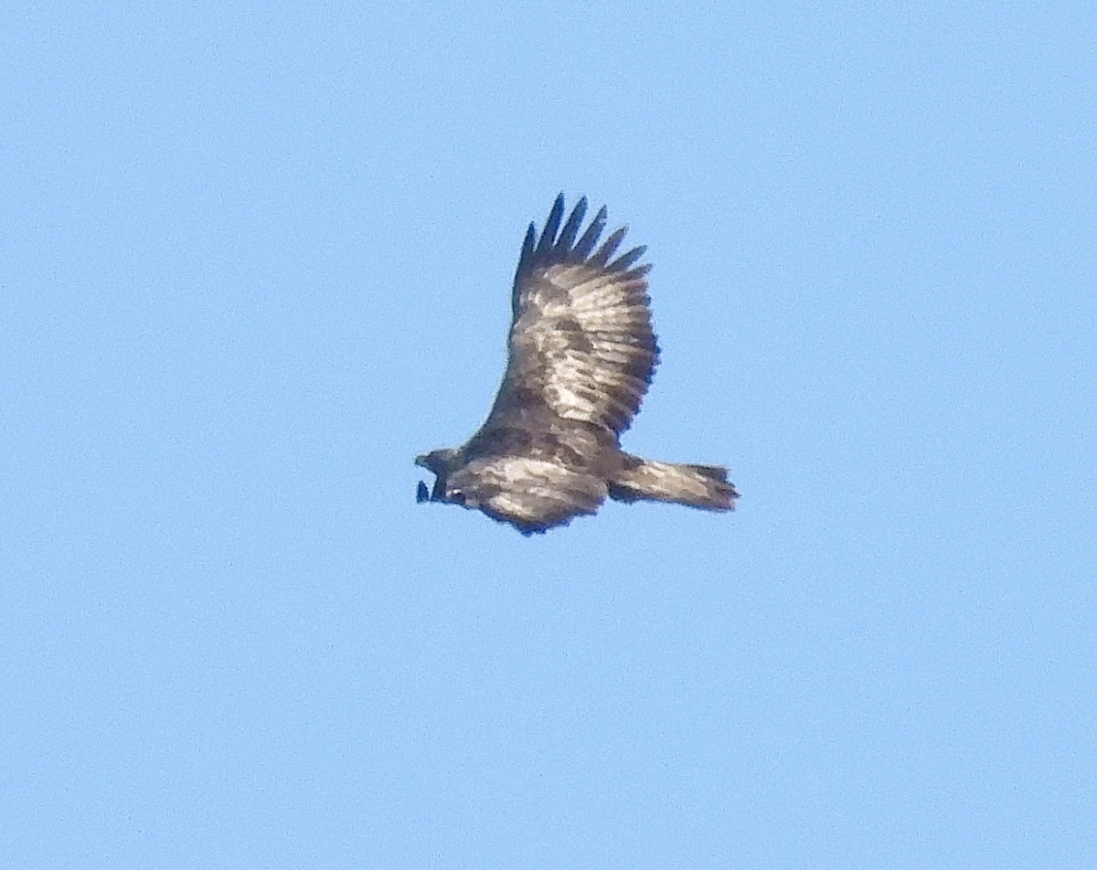 ハクトウワシ - ML647194167