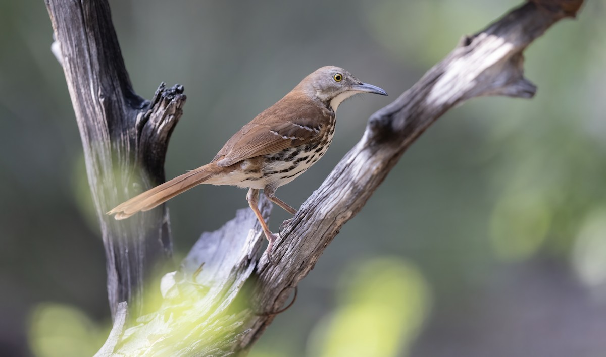 チャイロツグミモドキ - ML647194169